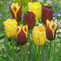 20x Tulips Tulipa - Mix 'Carribean Fantasy'