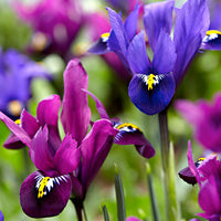 30x Dwarf iris - Mix 'Purple Rain' purple