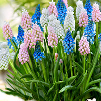 20x Blue grape hyacinths Muscari - Mix 'Mix of Miniatures' blue-pink-white