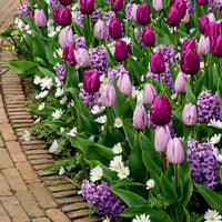 25x Flower Bulbs - 'Royal Purple’ Mix Pink-Purple-White