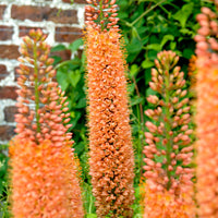 Cleopatra's needle Eremurus 'Pinnokio' orange