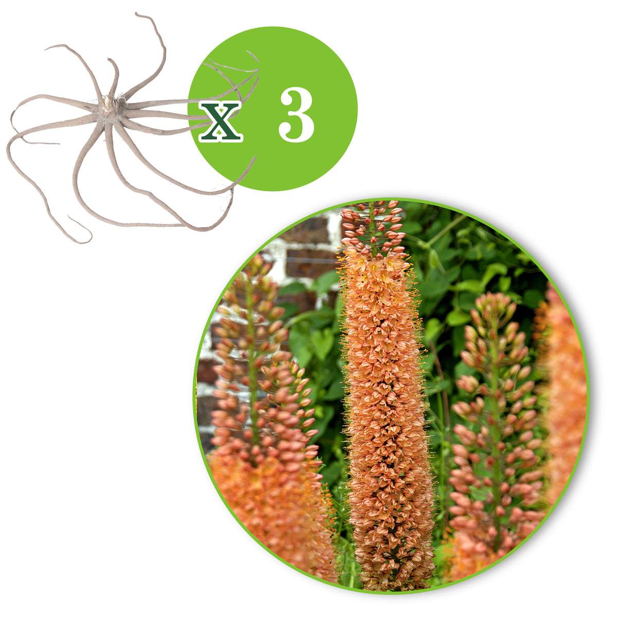 Cleopatra's needle Eremurus 'Pinnokio' orange
