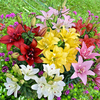 5x Double-flowered Lilies Lilium - Mix 'Ultimate Touch'