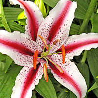 Lily Lilium 'Dizzy' red-white