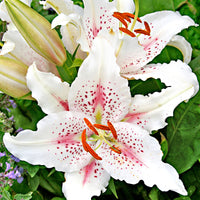 5x Lilies Lilium 'Muscadet' white-pink