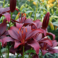 10x Lilies Lilium 'Mapira' purple