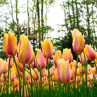 12x Tulips 'Blushing Beauty' Yellow-Pink