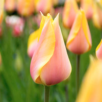 12x Tulips 'Blushing Beauty' Yellow-Pink