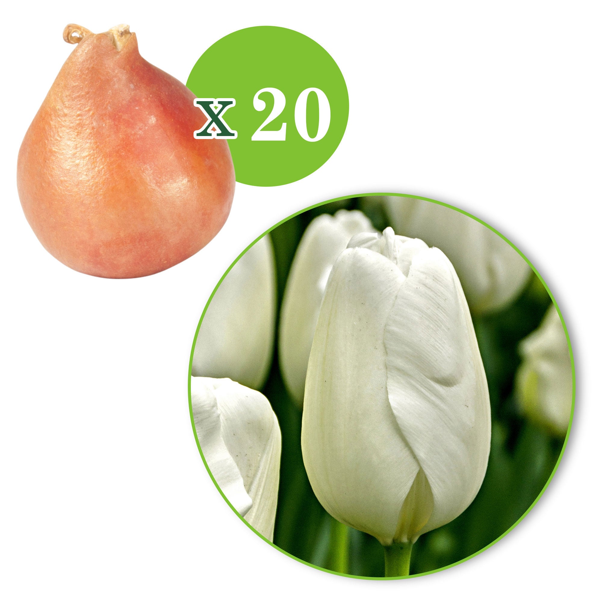 20x Tulips Tulipa 'Hakuun' white