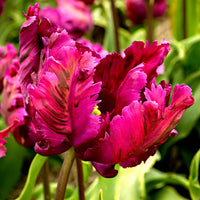 20x Tulips Tulipa 'Negrita Parrot' purple