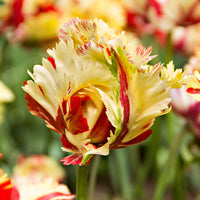 20x Tulips Tulipa 'Texas Flame' yellow-red