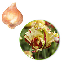 20x Tulips Tulipa 'Texas Flame' yellow-red