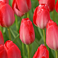 25x Tulips Tulipa 'Van Eijk' red