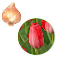 25x Tulips Tulipa 'Van Eijk' red