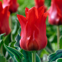 20x Tulips Tulipa 'Oriental Beauty' red