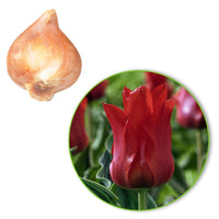 20x Tulips Tulipa 'Oriental Beauty' red