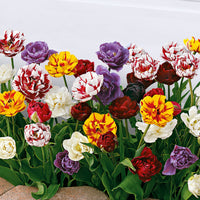 20x Double-Flowered Tulips