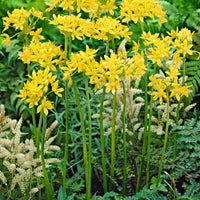 50x flower bulbs in a burlap pouch Yellow