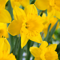 50x flower bulbs in a burlap pouch Yellow