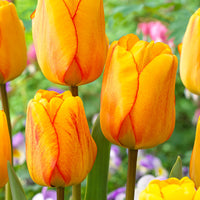 50x flower bulbs in a burlap pouch Yellow