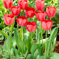 50x flower bulbs in burlap sack Red