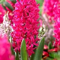 50x flower bulbs in burlap sack Red