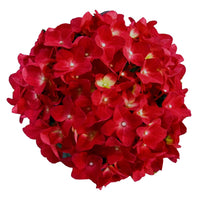 Bigleaf hydrangea Hydrangea macrophylla Red incl. wicker basket - Hardy plant