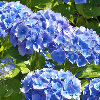 Bigleaf hydrangea Hydrangea macrophylla Blue incl. wicker basket - Hardy plant
