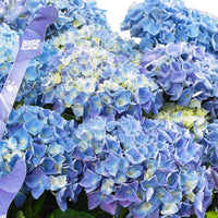 Bigleaf hydrangea Hydrangea 'Blue Ballad' with wicker basket - Hardy plant