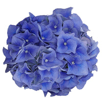 Hydrangea 'Boogie Woogie' blue incl. wicker basket - Hardy plant