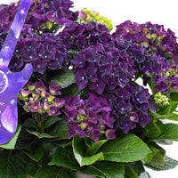 Bigleaf hydrangea Hydrangea macrophylla Purple incl. wicker basket - Hardy plant