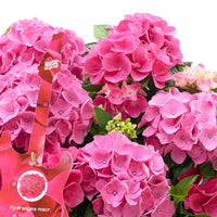 Bigleaf hydrangea Hydrangea 'Pink Pop' Pink - Hardy plant incl. wicker basket
