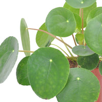 Chinese money plant Pilea peperomioides incl. terracotta pot