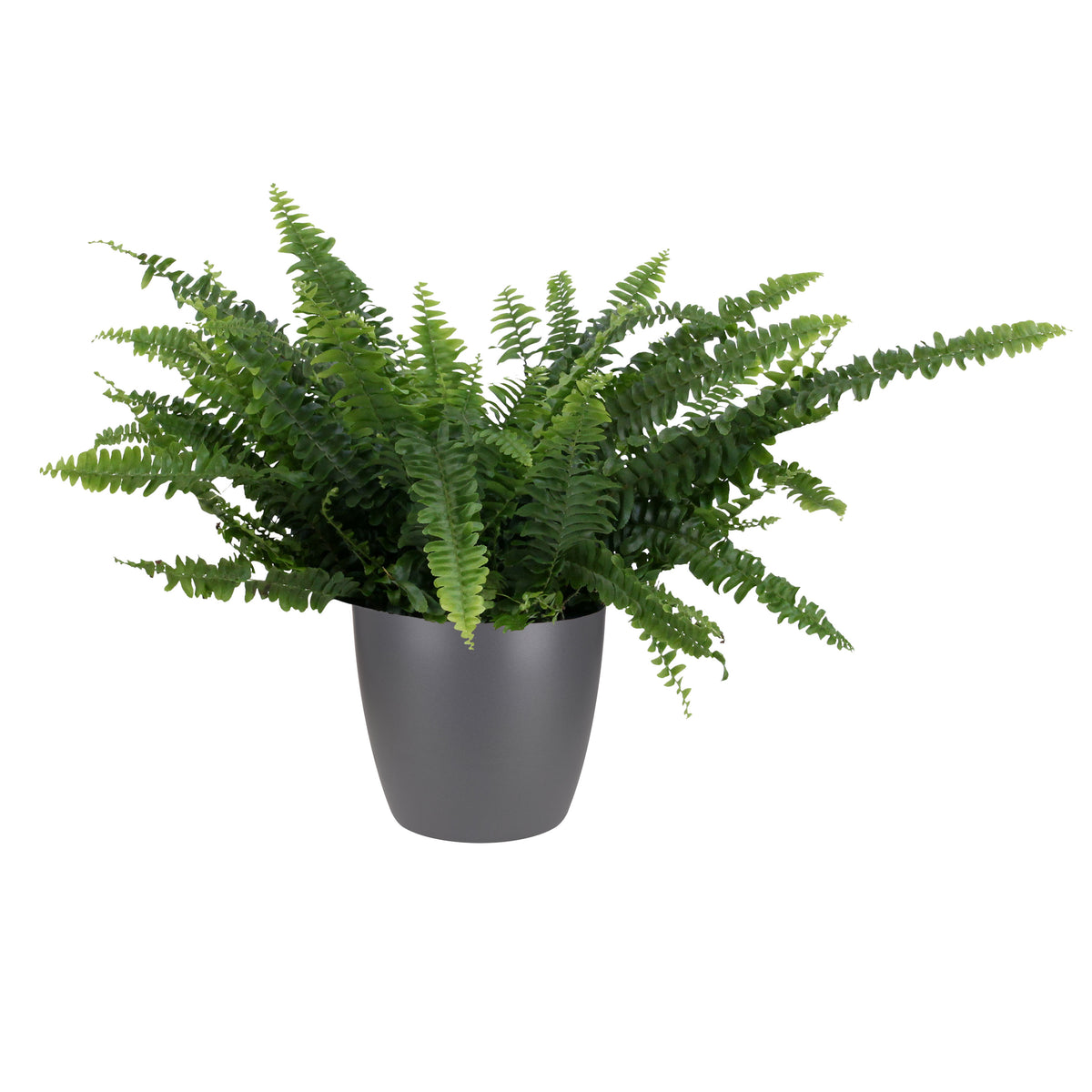 Sword fern Nephrolepis 'Green Lady' incl. decorative pot