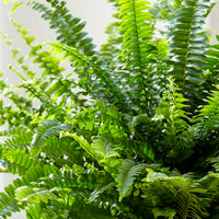 Sword fern Nephrolepis 'Green Lady' incl. decorative pot
