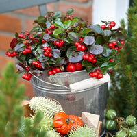 3x Gaultheria procumbens 'Big Berry' with grey decorative pot