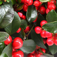 2x Gaultheria procumbens 'Big Berry' green-red with snow and decorative white pots