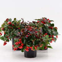 6x American wintergreen Gaultheria 'Big Berry' Red incl. grey basket - Hardy plant