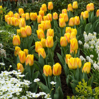12x Tulips Tulipa 'Ice Lolly' Yellow-Red
