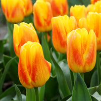 12x Tulips Tulipa 'Ice Lolly' Yellow-Red