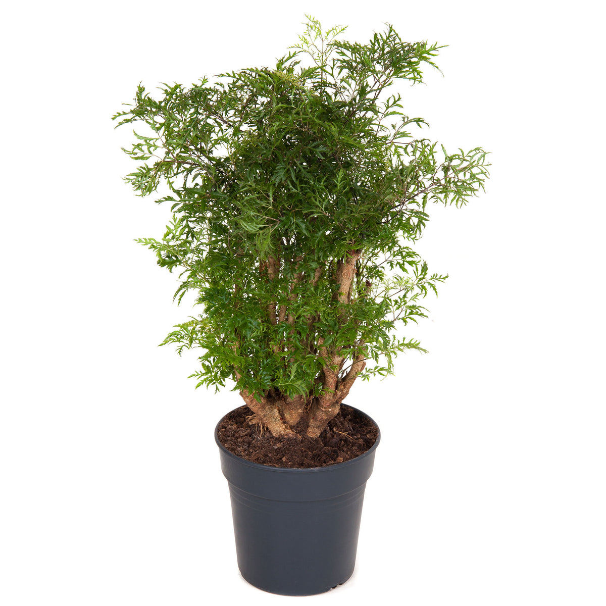 Polyscias 'Ming'