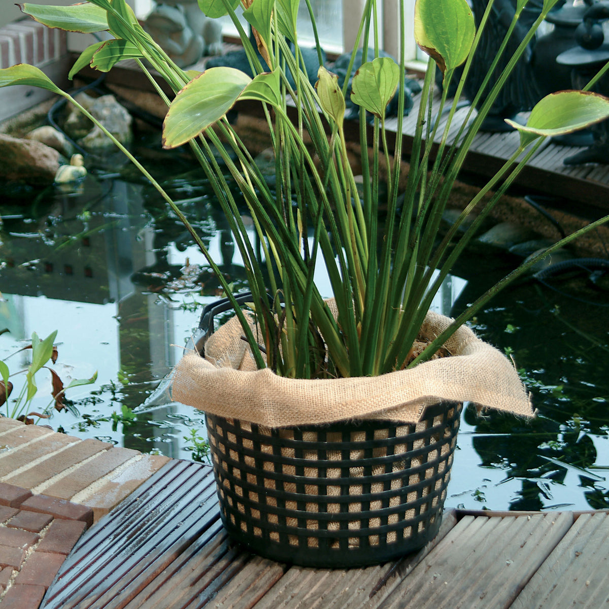 Pond basket round with Moerings pond soil