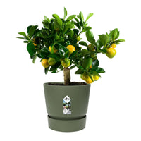 Elho greenville flower pot round green — outdoor pot
