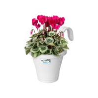 Elho balcony planter Corsica flower bridge round white - Outdoor pot