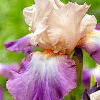 3x Bearded iris 'Fruitsation' cream-purple - Bare rooted - Hardy plant