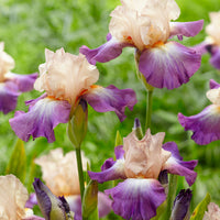3x Bearded iris 'Fruitsation' cream-purple - Bare rooted - Hardy plant