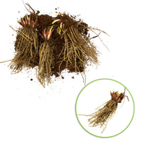 3x Bearded iris 'Fruitsation' cream-purple - Bare rooted - Hardy plant