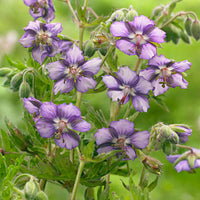 5x Winter-hardy Geranium "Kora", Purple/White - Bare-rooted - Hardy plant