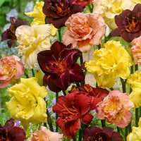 3x Lily Hemerocallis red-pink-yellow - Bare rooted - Hardy plant