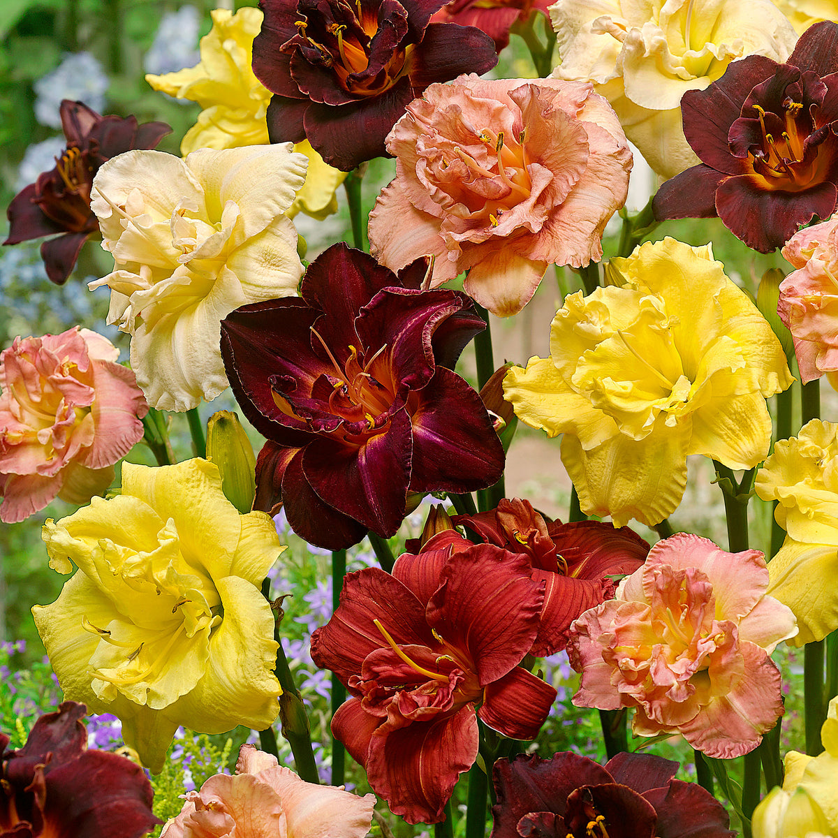 3x Lily Hemerocallis red-pink-yellow - Bare rooted - Hardy plant